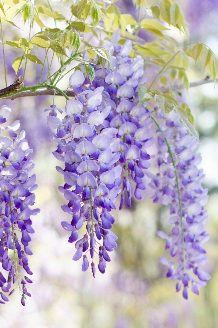 Enchanted Garden Blossom Medley